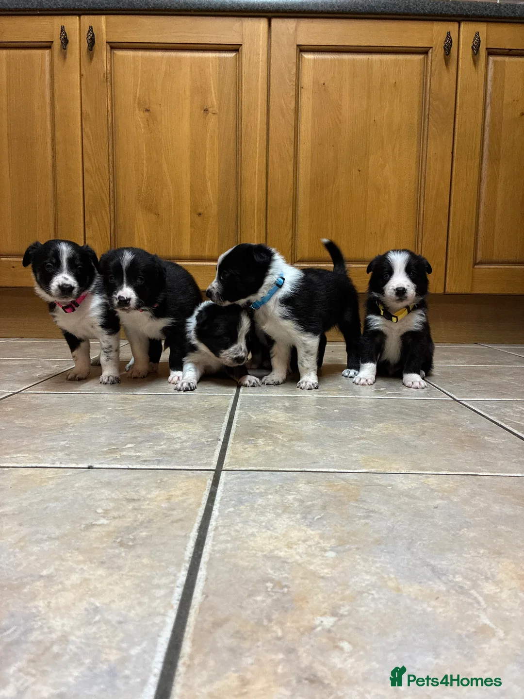 Border Collie dogs for sale: Border collie pups from Tyngraig Jock.  - Advert 4