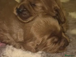 Cockapoo dogs *EXTENSIVELY HEALTH TESTED F1 SHOW COCKERPOO* - Advert 12