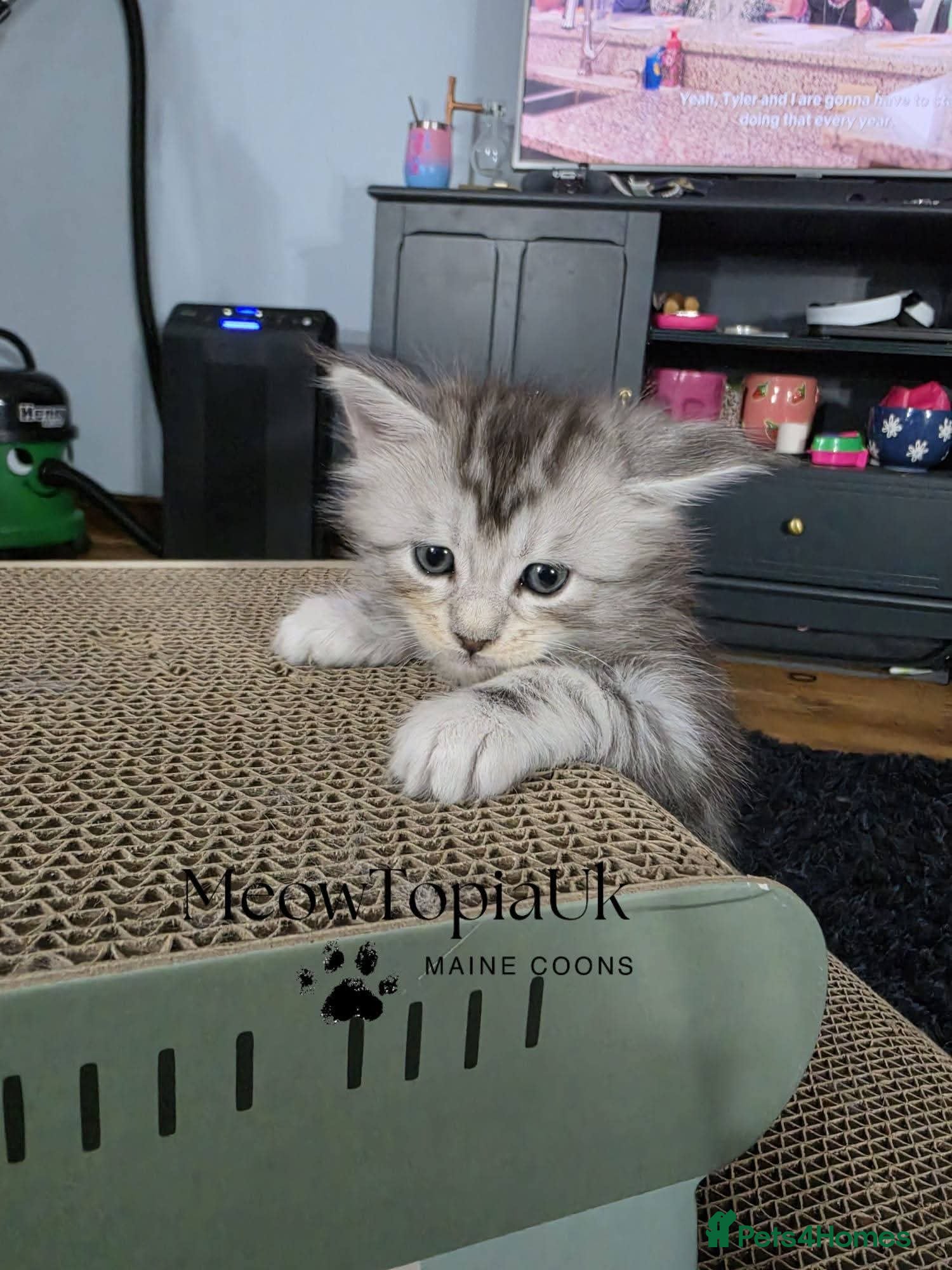 Maine Coon cats   Tica registered pedigree mainecoon kittens  - Advert 3