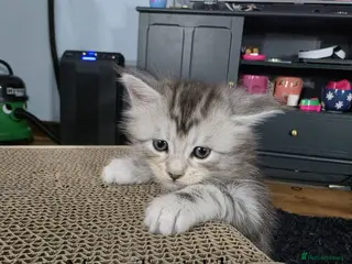 Maine Coon cats Tica registered pedigree mainecoon kittens - Advert 3