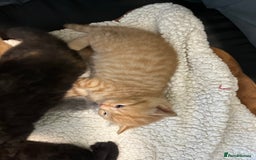 Scottish Fold cats for sale: Scottish fold X kittens for sale - Image 6