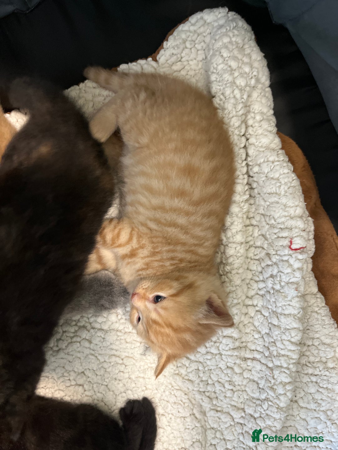 Scottish Fold cats for sale: Scottish fold X kittens for sale - Image 6