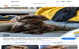 Shih Tzu dogs for sale: Chocolate Shihtzu Female - Image 3