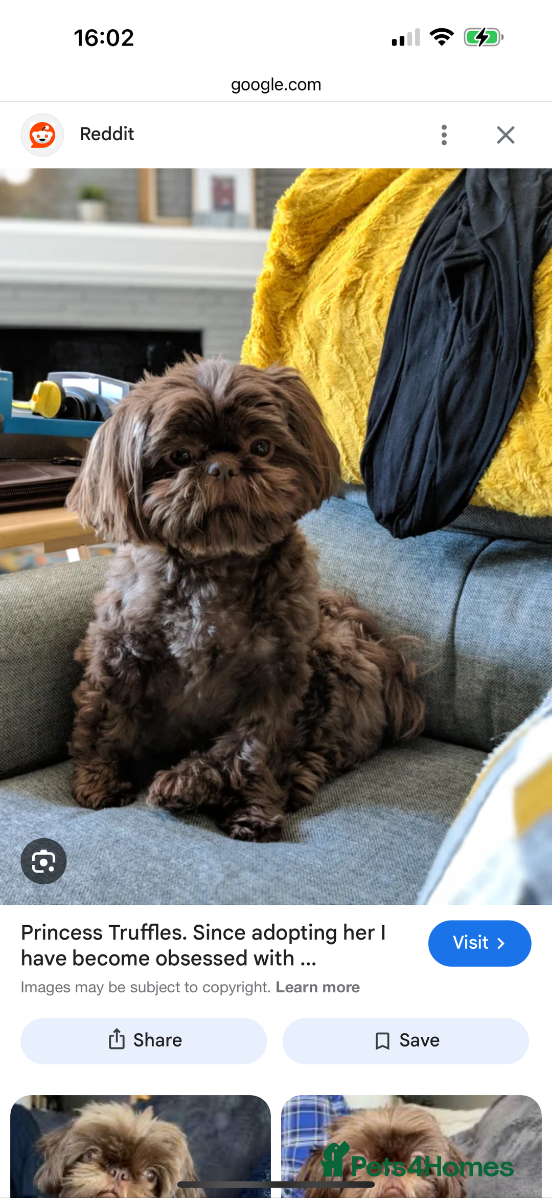 Shih Tzu dogs for sale: Chocolate Shihtzu Female - Image 3