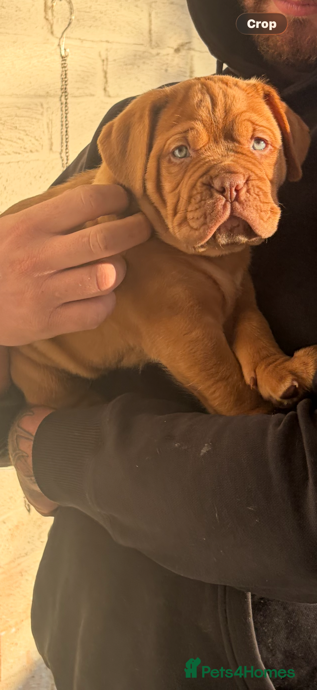 Dogue De Bordeaux dogs for sale: 2 BITCHES!LEFTFULL PEDIGREE 🦁 dogue de Bordeaux  - Advert 18