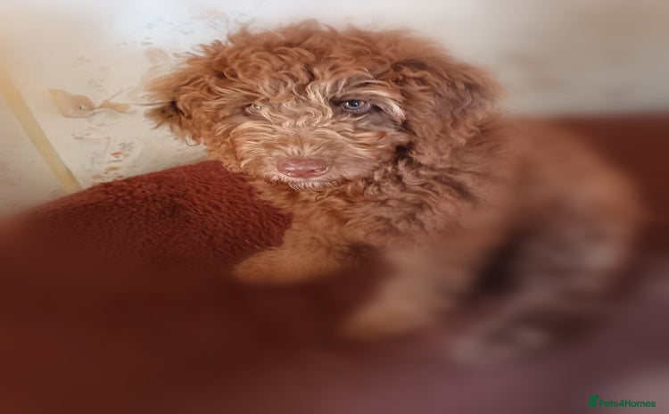 Labradoodle dogs - Advert 6