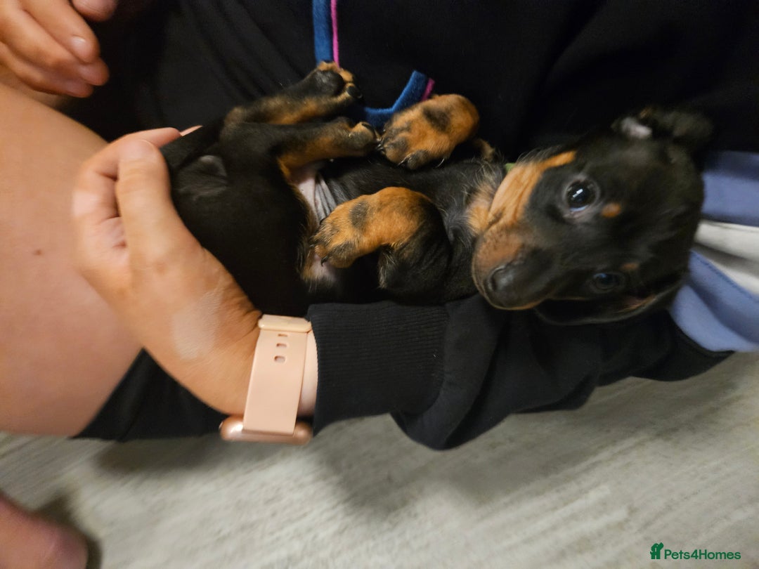 Miniature Dachshund dogs for sale: Miniature dachshund male puppies - Advert 17