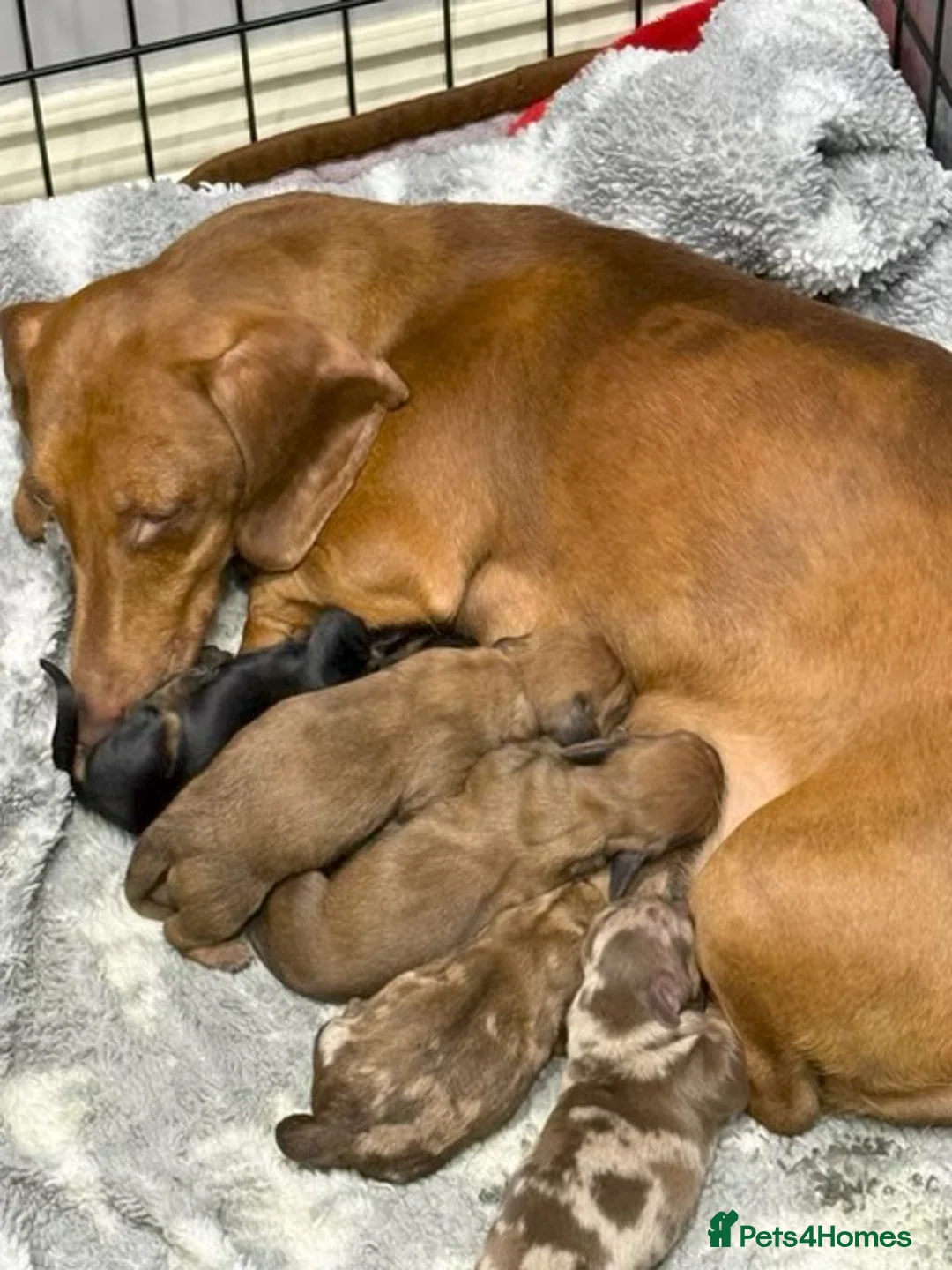 Dachshund dogs for sale: Dauchund Puppies for Sale - Advert 3