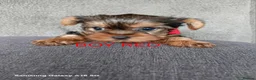 Yorkshire Terrier dogs for sale: WONDERFULL MINI YORKSHIRE TERRIER  in Tipton - Advert 11