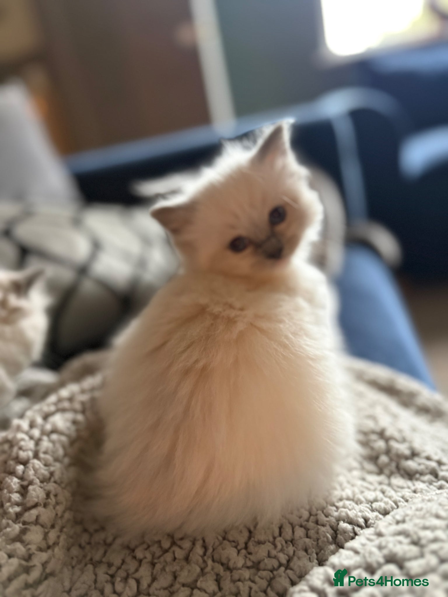 Ragdoll cats Ragdoll kittens - fully health checked - Advert 3
