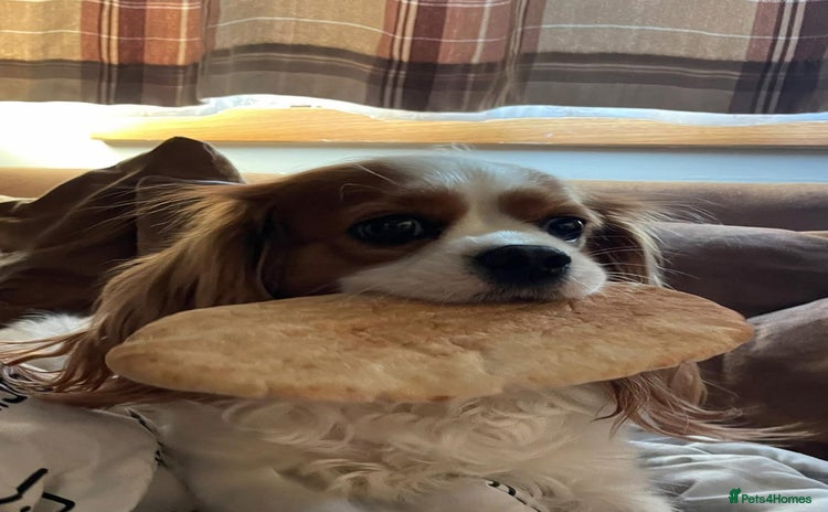 Cavalier King Charles Spaniel dogs Change of Circumstances Forces Sale - Advert 3