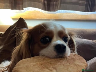 Cavalier King Charles Spaniel dogs Change of Circumstances Forces Sale - Advert 1