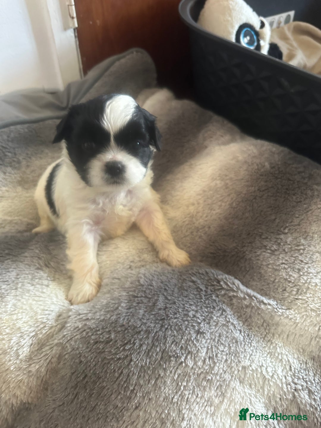 Shihpoo dogs for sale: Beautiful shihpoo puppies for sale - Advert 4