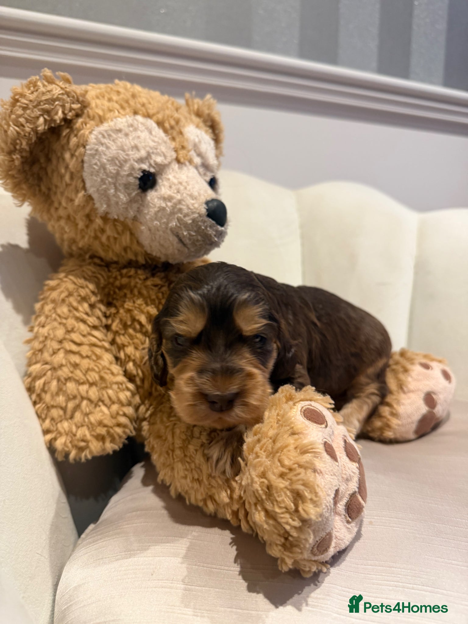 Cocker Spaniel dogs for sale: Golden & Chocolate Sable Show Cocker Puppies  in Doncaster - Advert 21