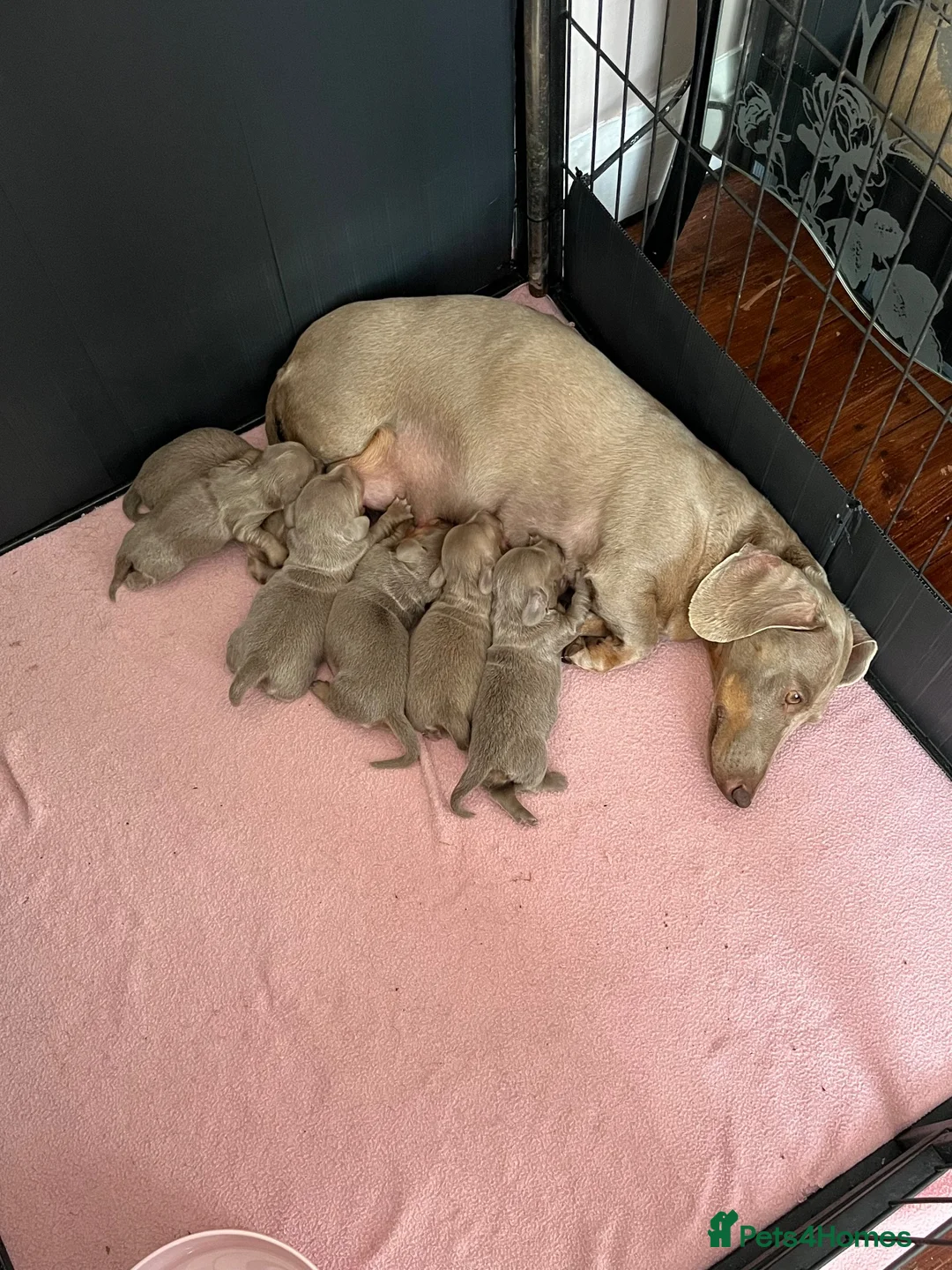 Dachshund dogs for sale: Miniature isabella and tan dachshunds £900-£1100 - Advert 2