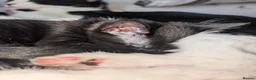 Mixed Breed cats for sale: Kittens Looking for Their Forever Homes in Ipswich - Advert 2