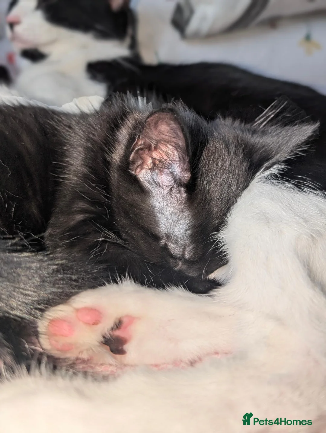 Mixed Breed cats for sale: Kittens Looking for Their Forever Homes in Ipswich - Advert 2