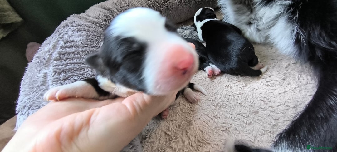 Border Collie dogs for sale: Border Collie Puppies - Image 4