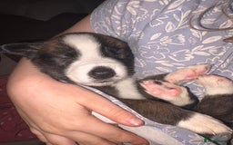 Mixed Breed dogs for sale: Lurcher x German Shepard puppies forsale - Image 34