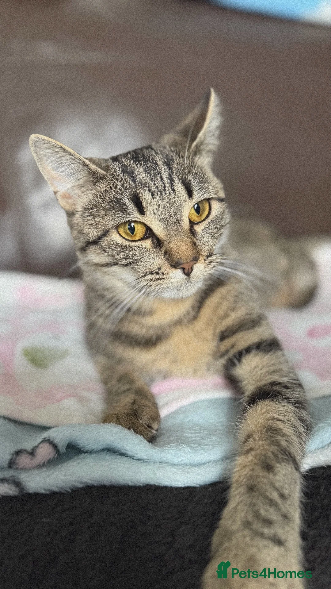 Mixed Breed cats for sale: 1 black kitten & 1 junior tabby - Advert 1