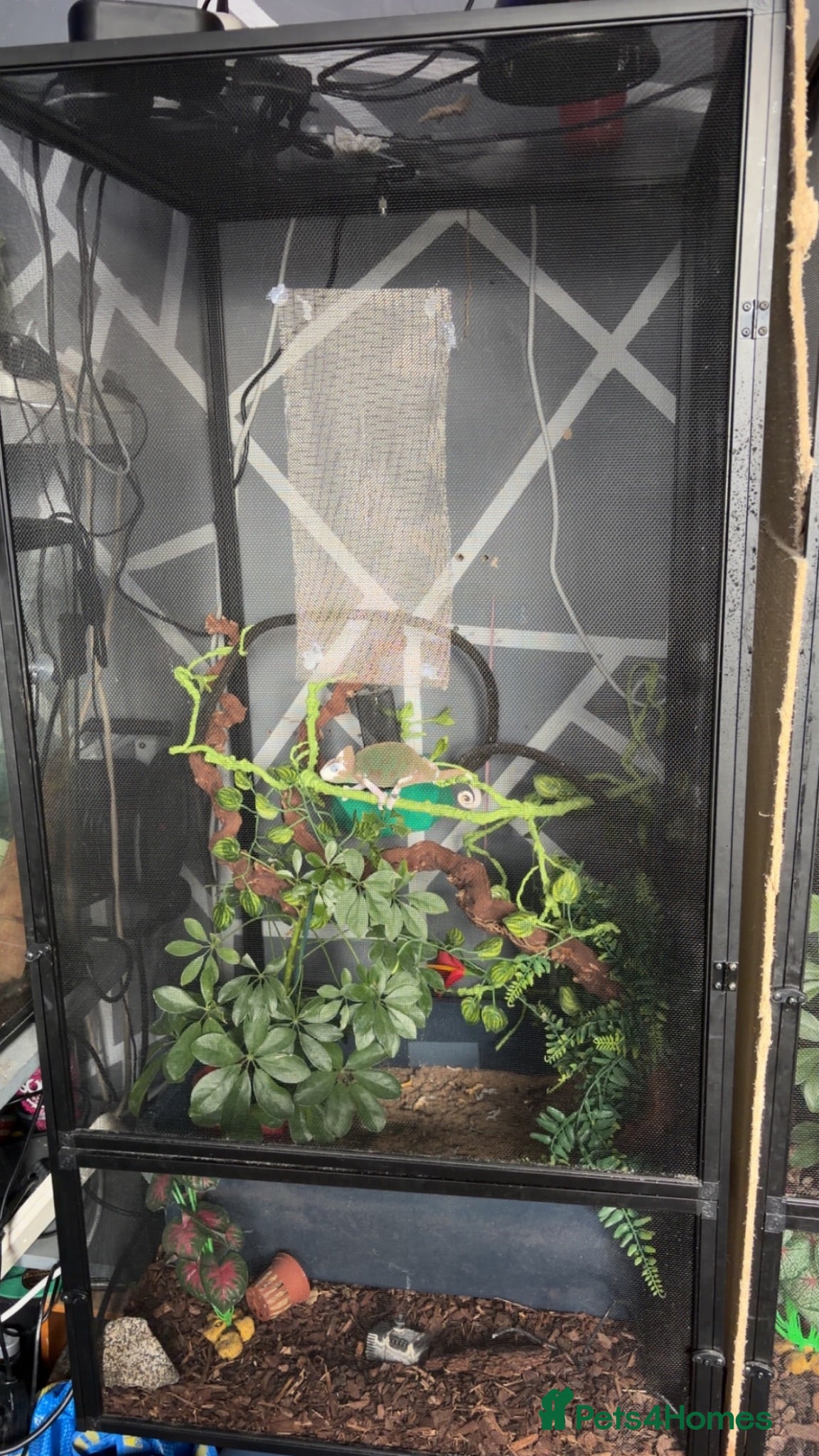 Chameleon reptiles chameleon to a good home  - Advert 5