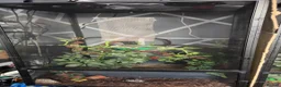 Chameleon reptiles for sale: chameleon to a good home  in Leeds - Advert 1