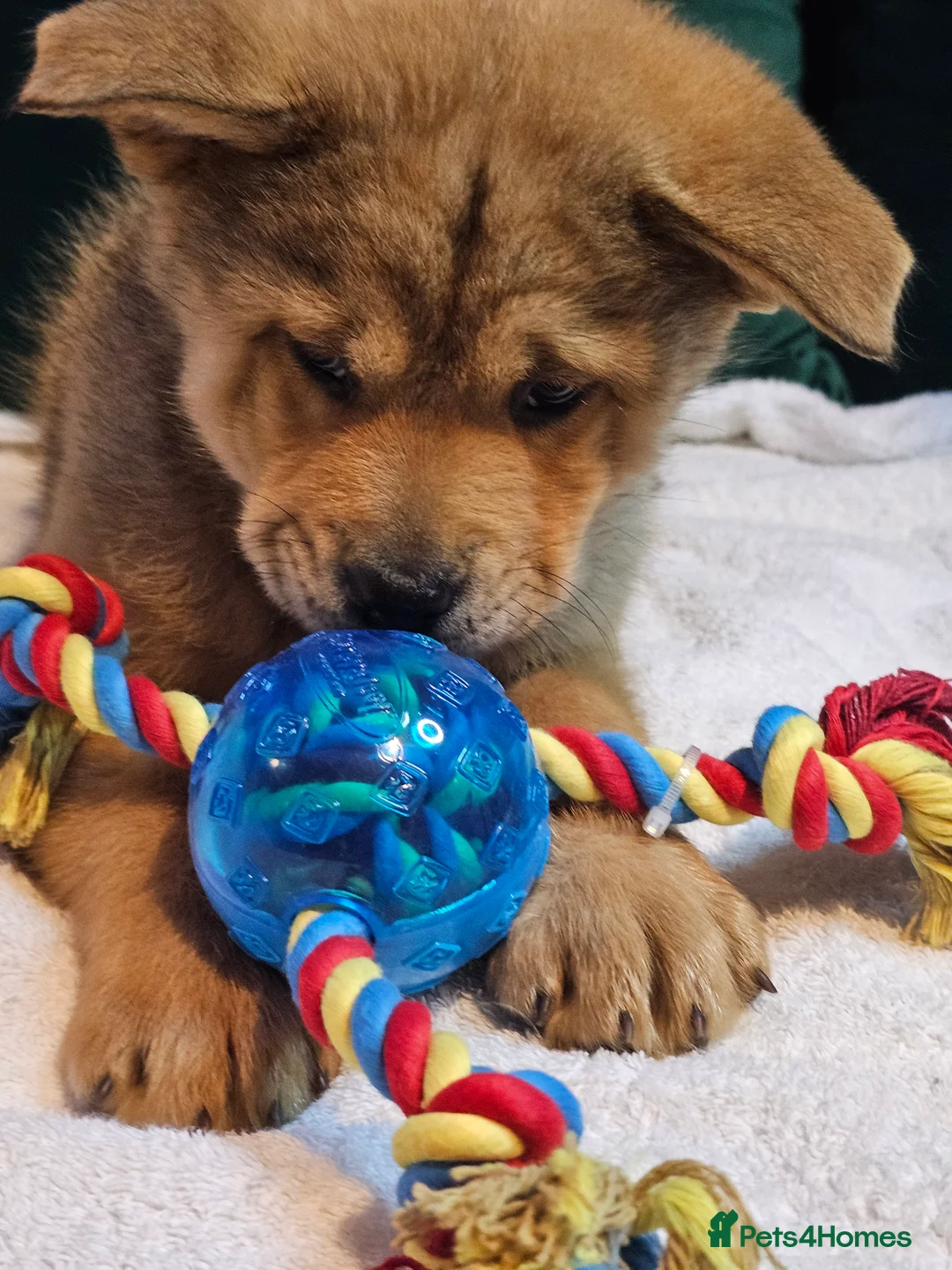 Gallery Image {{count}}