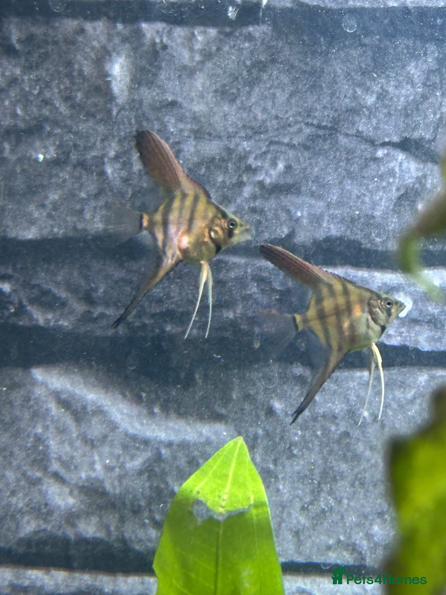 Angelfish fish Amazon Silver Angel Fish Babies/ Juveniles  - Advert 6