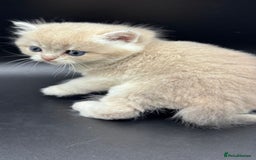 British Shorthair cats for sale: BSH GCCF GOLDEN AND BLUE KITTENS  - Image 4