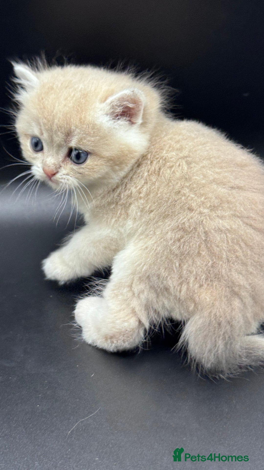 British Shorthair cats for sale: BSH GCCF GOLDEN AND BLUE KITTENS  - Image 4