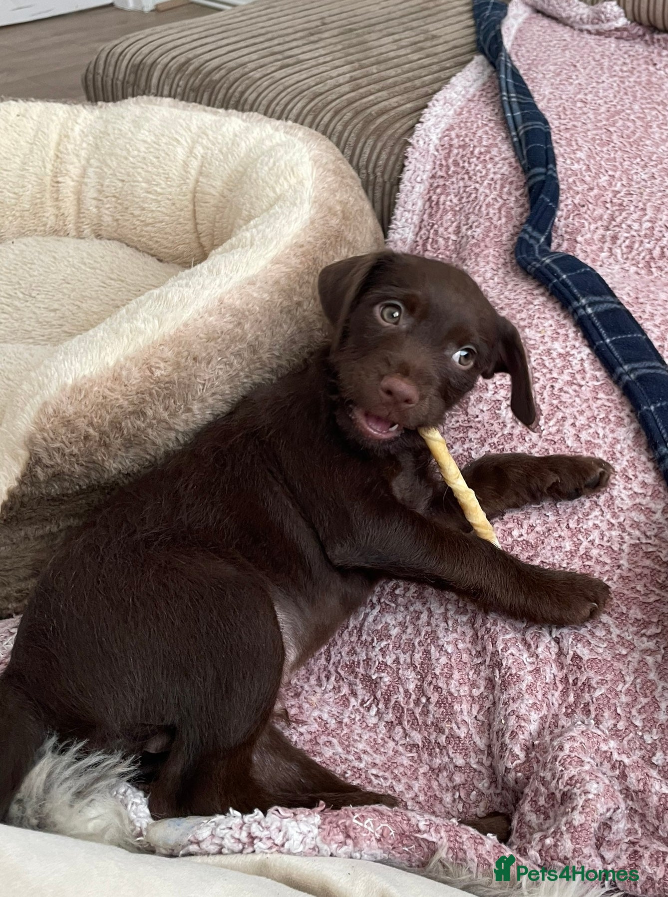 Patterdale Terrier dogs for sale: Patterdale Terrier  in Liverpool - Advert 4