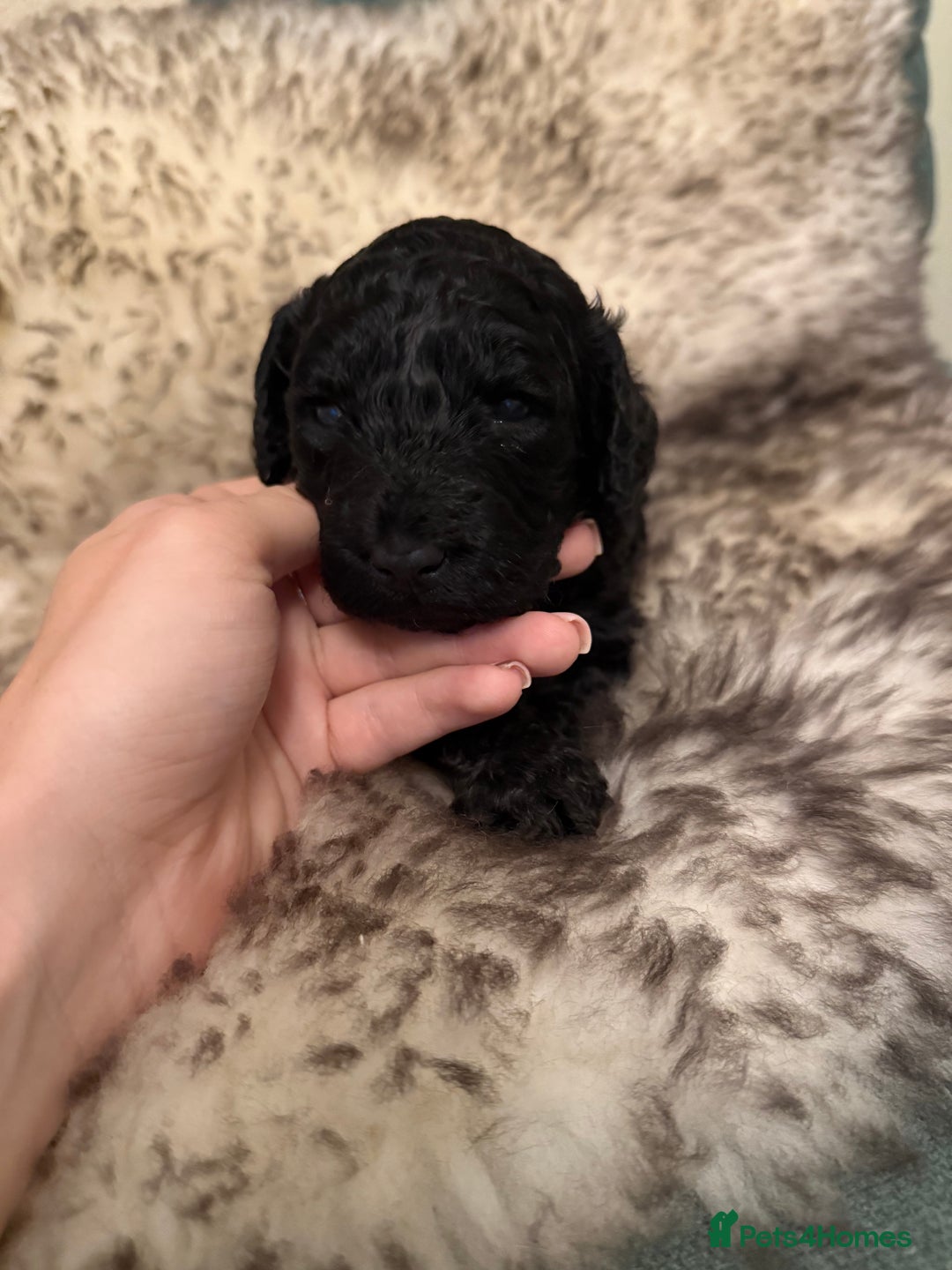 Australian Labradoodle dogs for sale: Multi generation Australian Labradoodles - Image 9