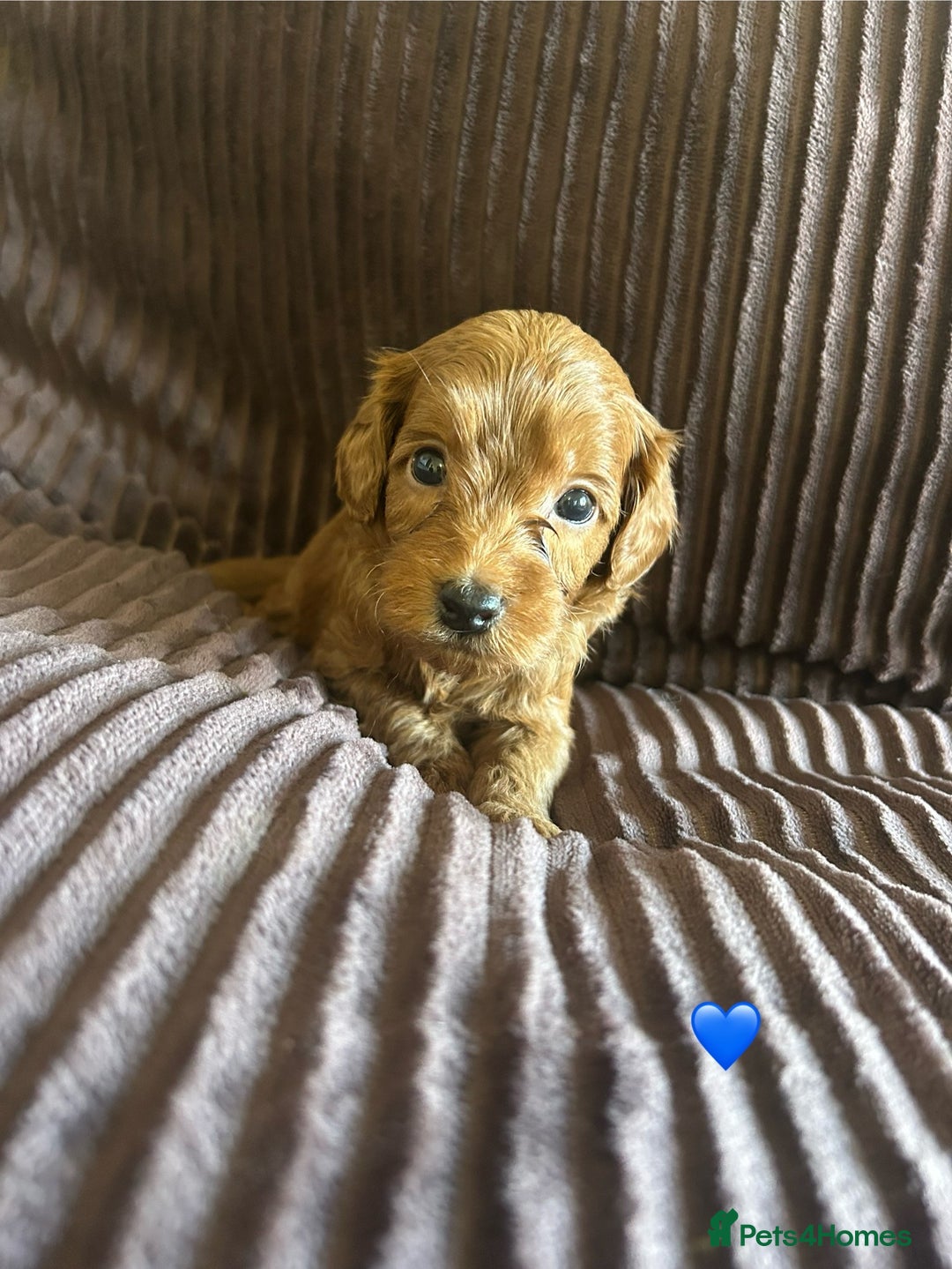 Cavapoo dogs for sale: Toy cavapoo  - Advert 23