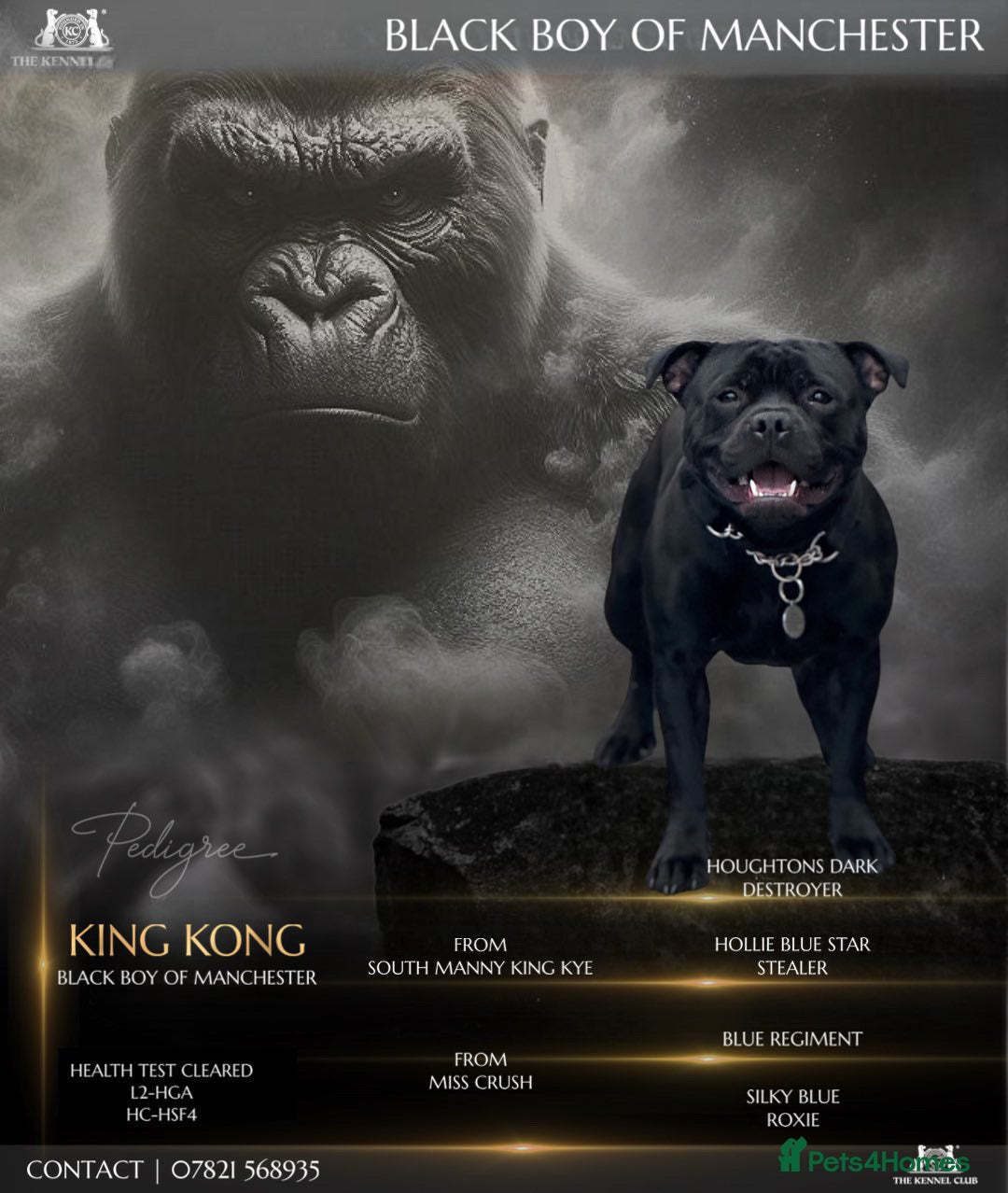 Staffordshire Bull Terrier dogs UNREAL KING KONG UK STUD (blue gene carrier) in Airdrie - Advert 2