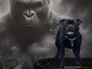 Staffordshire Bull Terrier dogs in Airdrie - Advert 4