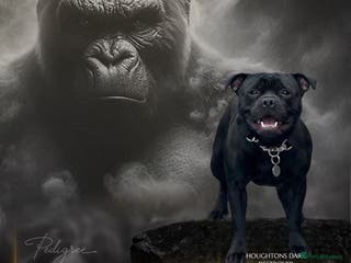 Staffordshire Bull Terrier dogs UNREAL KING KONG UK STUD (blue gene carrier) in Airdrie - Advert 2