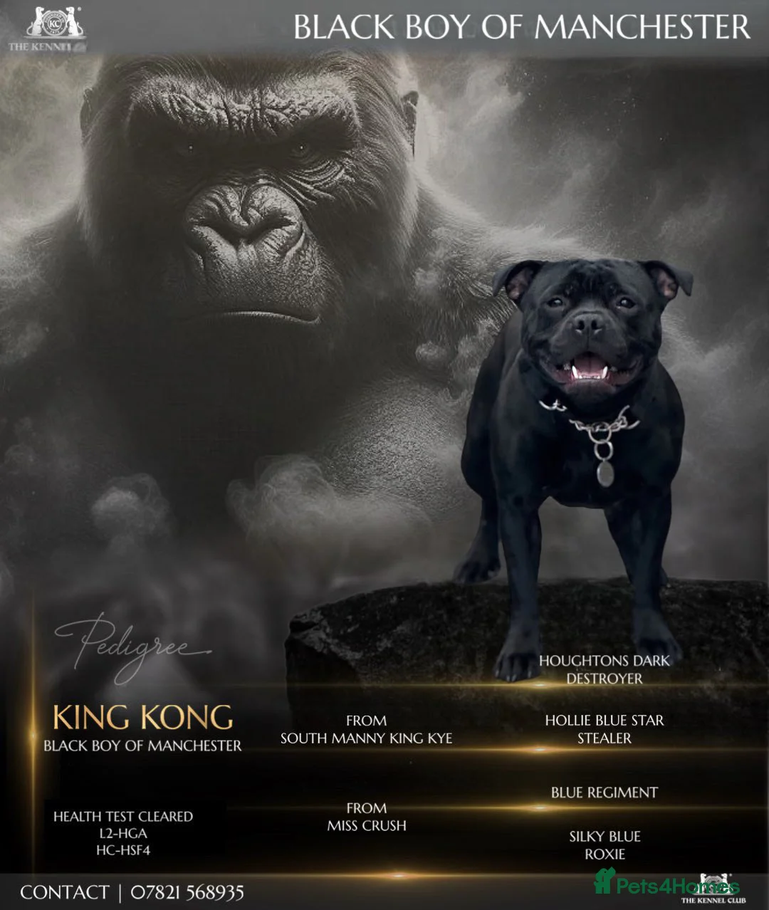 Staffordshire Bull Terrier dogs for stud: UNREAL KING KONG UK STUD (blue gene carrier) in Airdrie - Advert 1