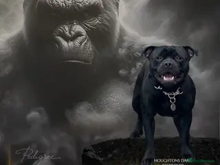 Staffordshire Bull Terrier dogs UNREAL KING KONG UK STUD (blue gene carrier) in Airdrie - Advert 2