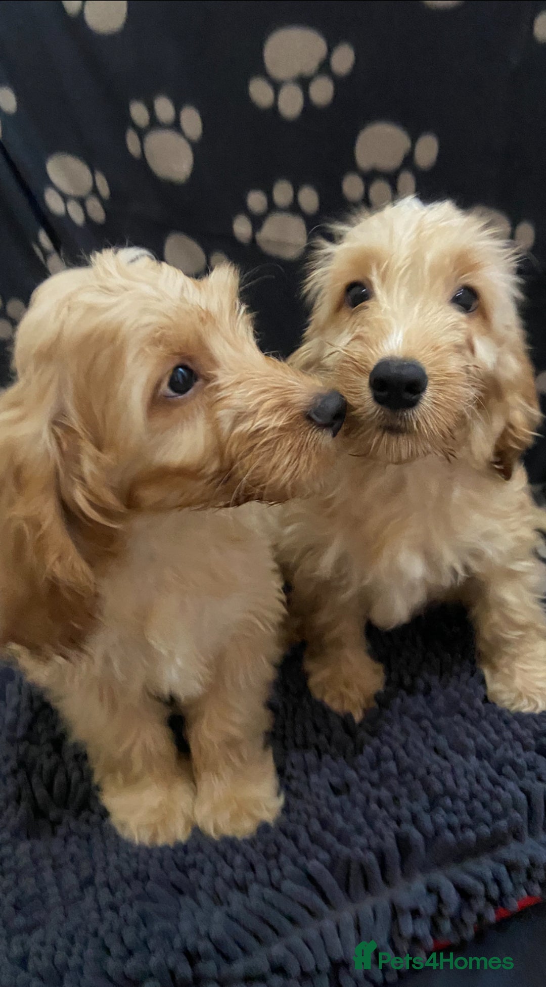 Cockapoo dogs for sale: F1 Apricot cockapoo’s boys and girls  - Image 12