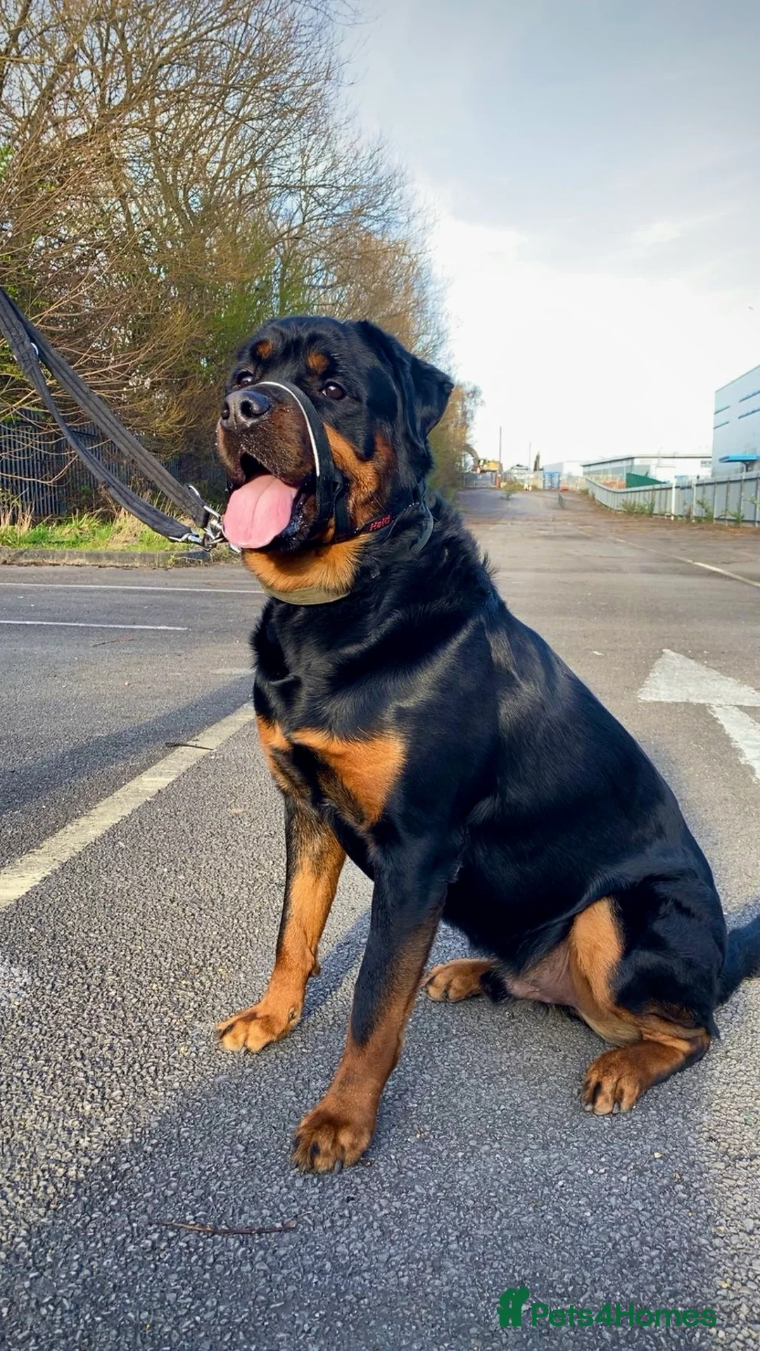Rottweiler dogs for sale: Rehoming our 3 year old Rottweiler  in Sutton Coldfield - Advert 1