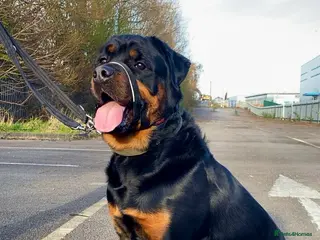 Rottweiler dogs Rehoming our 3 year old Rottweiler in Sutton Coldfield - Advert 5