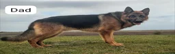 German Shepherd dogs for sale: Champion Show-Line KC Pups, Health Tested Parents - Advert 13