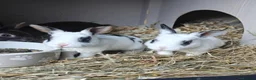 Rex rabbits for sale: Mini Rex Rabbits  - Advert 13