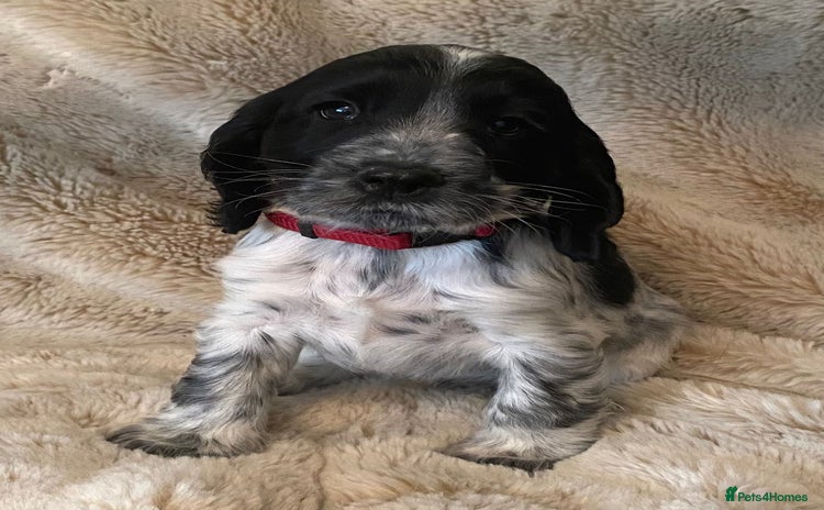 Cocker Spaniel dogs - Advert 16