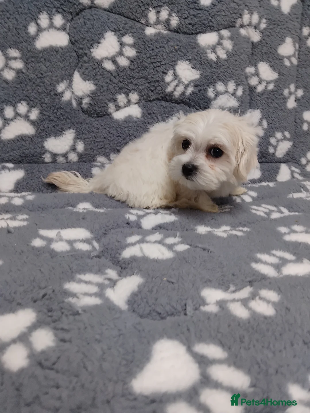 Maltese dogs for sale: Maltese female puppy - Advert 5
