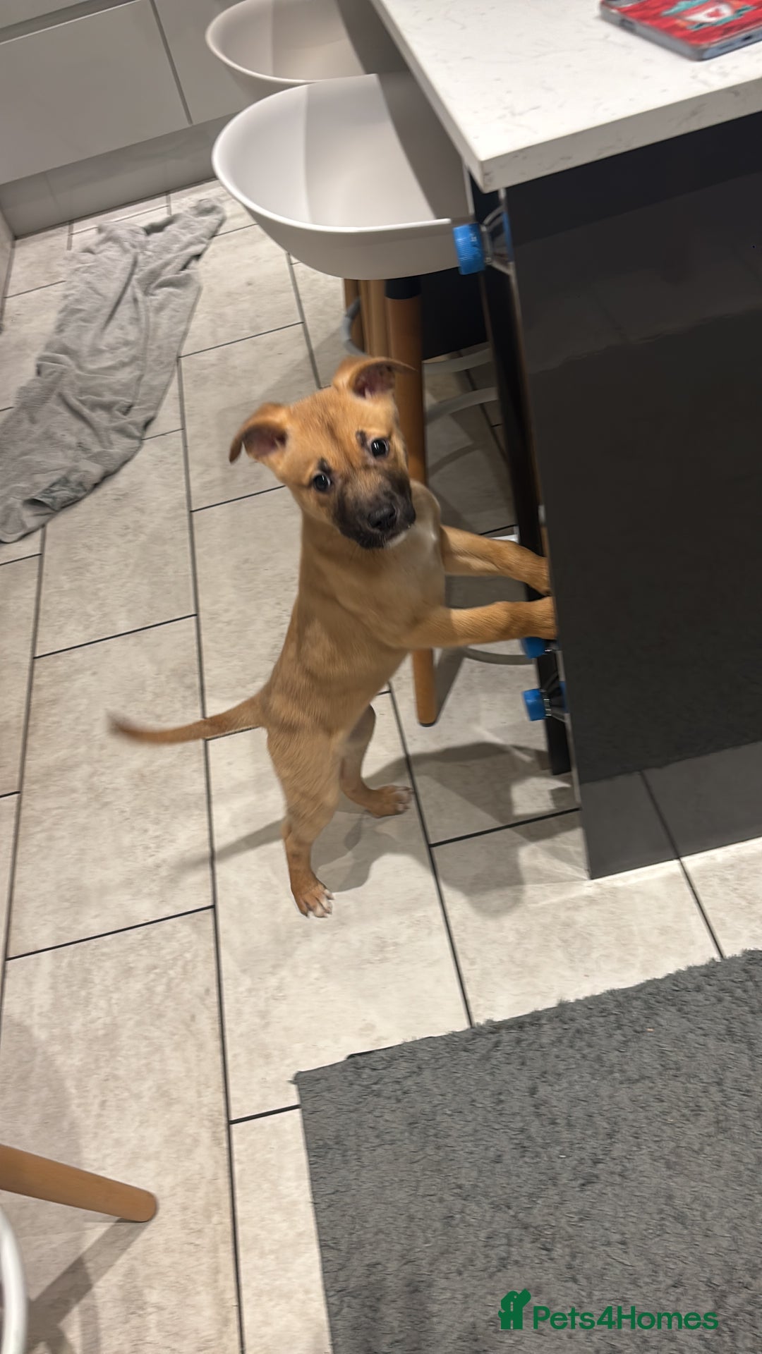 Mixed Breed dogs for sale: American Bulldog X Akita female puppy  - Advert 2