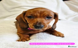 Dachshund dogs for sale: Standard Dachshund show quality puppies  - Image 2