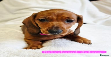 Dachshund dogs - Advert 3