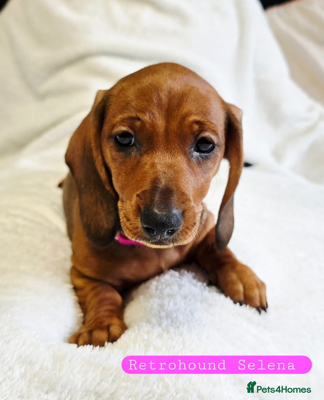 Dachshund dogs for sale: Standard Dachshund show quality puppies  - Image 2