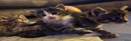 Mixed Breed cats for sale: 5 Beautiful Kittens Available Now !!  in London - Advert 9